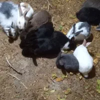 خرگوش|موش و خرگوش|قائن, |دیوار