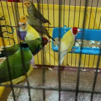 فنچ ستاره ای ، گلدین|پرنده|تهران, سبلان (لشگر)|دیوار