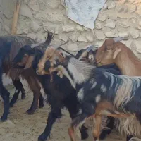 ۳۲راس بز جوان داشتی و گوشتی|حیوانات مزرعه|علامرودشت, |دیوار