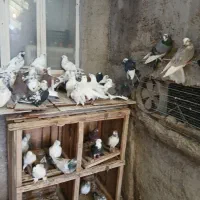 تعداد ۲۵۰عدد پرنده عالی