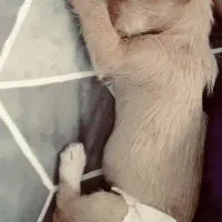 توله سگ اشپیتز تریر|سگ|رشت, خرسندی|دیوار