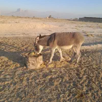 خر گله جوان|حیوانات مزرعه|مرودشت, ده بید|دیوار