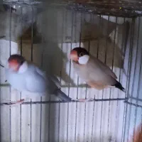 فنچ نرگسی مولد