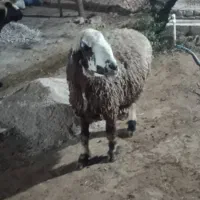 شیشک میش ابستن|حیوانات مزرعه|شیراز, شهرک رضوان|دیوار