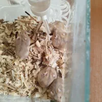 همستر چشم شرابی
