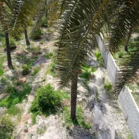بریدن خرما در منزل