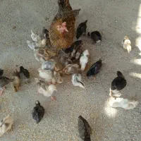 32 عدد جوجه محلی لری سالم و سرحال..