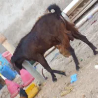 بز نر اصل سه تاکی تروشت