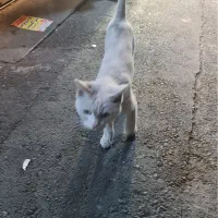 گربه پیدا شده