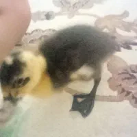 جوجه اردک
