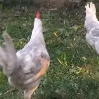 جوجه  خروس