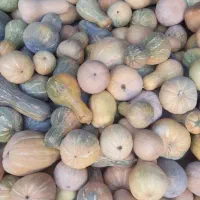 کدو شیرین تازه