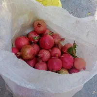 انار نجف اباد