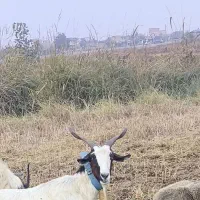 بز ابستن|حیوانات مزرعه|خان ببین, |دیوار