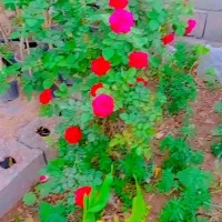 انواع نهال و گل باغچه ای|گل و گیاه طبیعی|بم, |دیوار