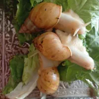 حلزون های مولد