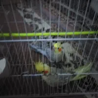 عروس هلندی مولد