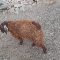 بره نر و بزغاله نر