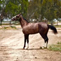 کره مادیان ترکمن