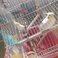 عروسی هلندی