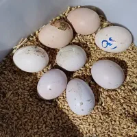 تخم مرغ لاری|حیوانات مزرعه|دهگلان, |دیوار