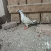 دو تا دوبر بالا