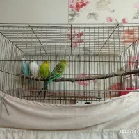 مرغ عشق بالغ