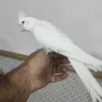 عروسی هلندی البینو|پرنده|علیآباد کتول, |دیوار