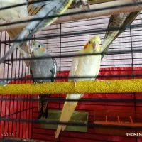 جوجه عروس هلندی