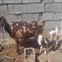 بز گوسفند بره شادگان