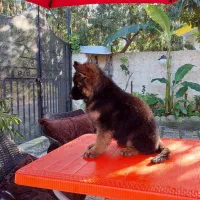 توله ژرمن شپرد ماده|سگ|تهران, اقدسیه|دیوار