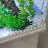 آکواریوم نو سالم|ماهی|خمینی‌شهر, |دیوار