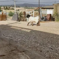 یک عدد بز نر.|حیوانات مزرعه|شوشتر, |دیوار