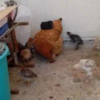 برهما کلمبین مرغ وخروس پاتریچ بوف جوجه زبر وزرنگ