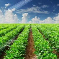 زمین کشاورزی سر کفراج /مغازه میدان مادر