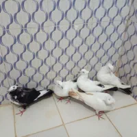 دم سیاه|پرنده|بندر ماهشهر, |دیوار