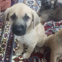 واگذاری توله اشپیتز|سگ|جهرم, |دیوار