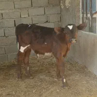 گوساله نر شارووله