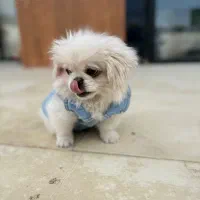 توله سگ