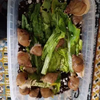 حلزون درمانی