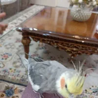 عروس هلندی دستی وسخنگو|پرنده|بروجن, |دیوار