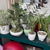 گل و گلدون|گل و گیاه طبیعی|قم, سالاریه|دیوار