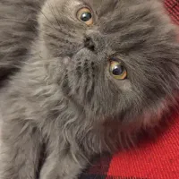 گربه پرشین نر