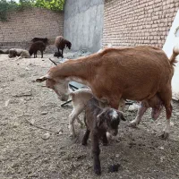 بز سانن دوقلو دوقلوزا پرشیر