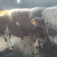 گاوگوساله نر|حیوانات مزرعه|اردبیل, |دیوار