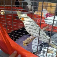 عروس هلندی سالم