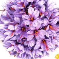 زعفران قاینات