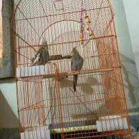 یک جفت عروس هلندی