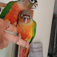 گرینچیک های دوست داشتنی خاص