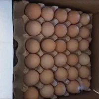 تخم مرغ بومی (محلی)|خوردنی و آشامیدنی|اصفهان, کشاورزی|دیوار